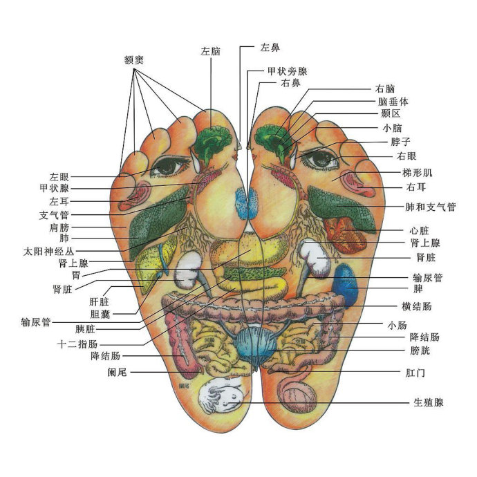 硬块或水疱样的感觉,且感到疼痛时,说明该处所对应的内脏器官已发生