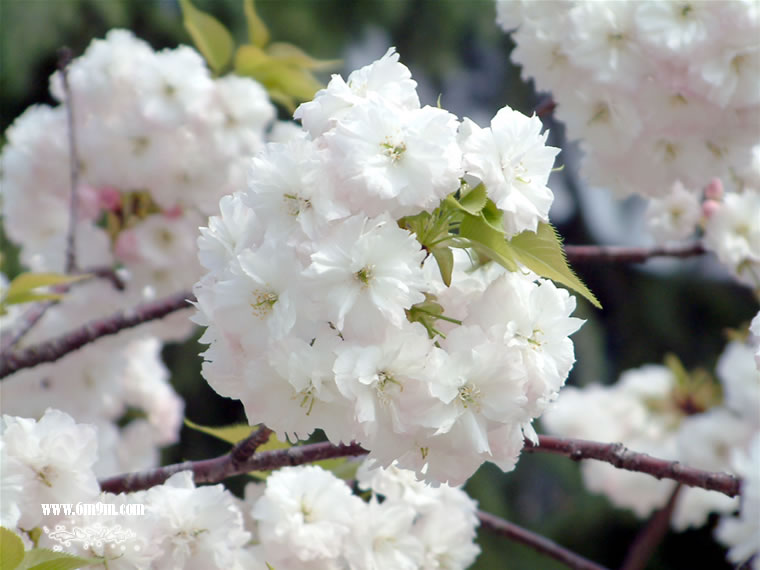 【樱花时节】樱花图片赏析