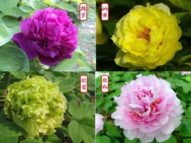 《牡丹》 [唐 皮日休] 落尽残红始吐芳, 佳名唤作百花王.