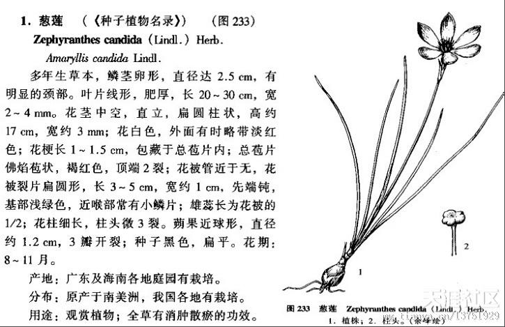 第341种植物:葱莲,玉帘属 石蒜科 中国植物志