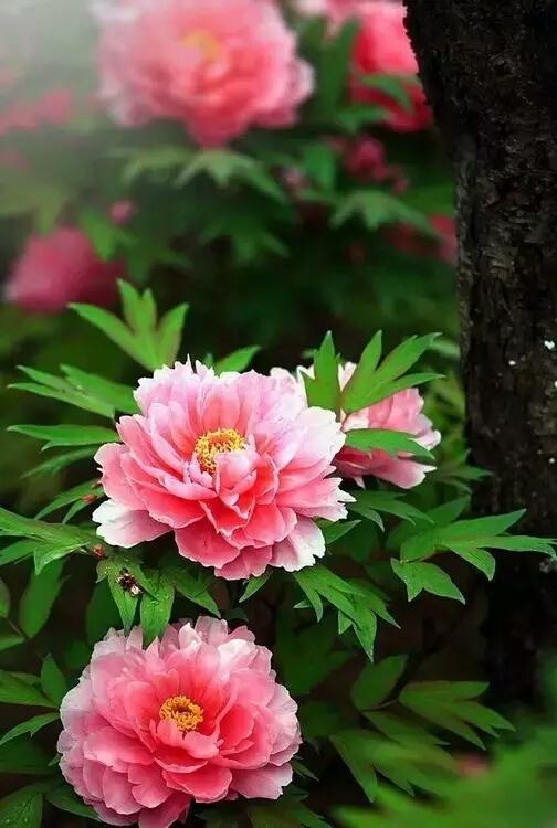 绝美的国花之一《牡丹花》图,祝您花开富贵,富贵满堂!