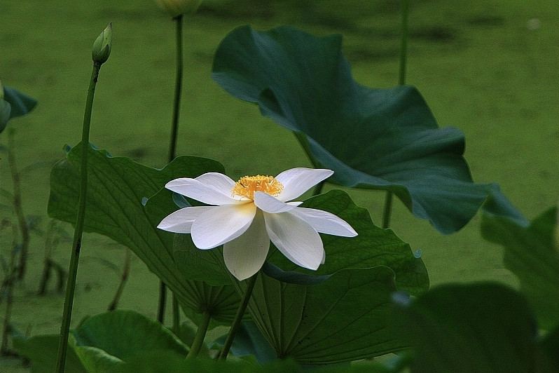 一组荷花意境图【唯美音画素材】