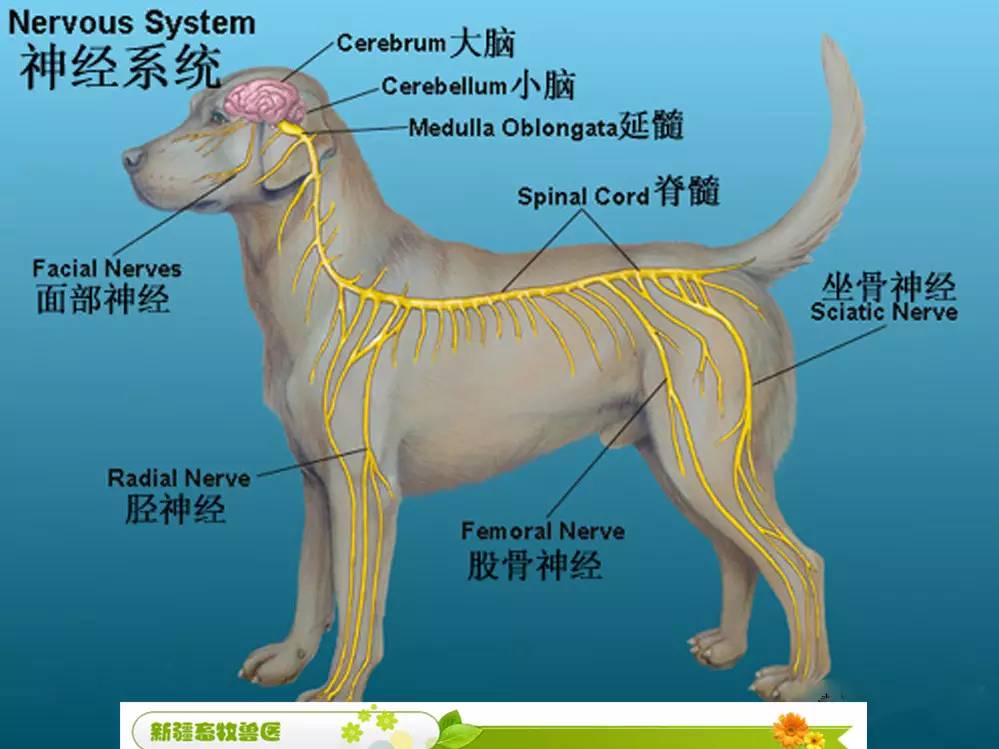 【实用】犬猫各部位解剖图