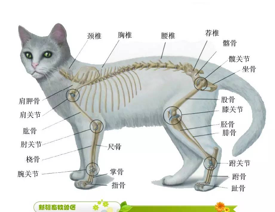 实用犬猫各部位解剖图