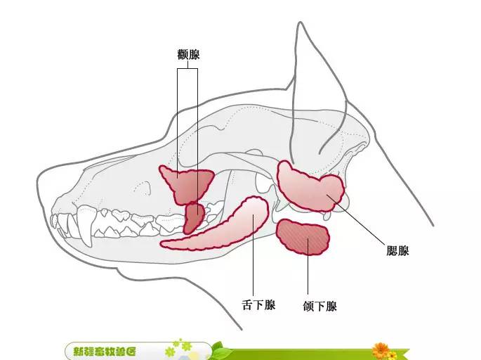 【实用】犬猫各部位解剖图