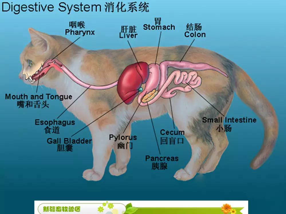 【实用】犬猫各部位解剖图