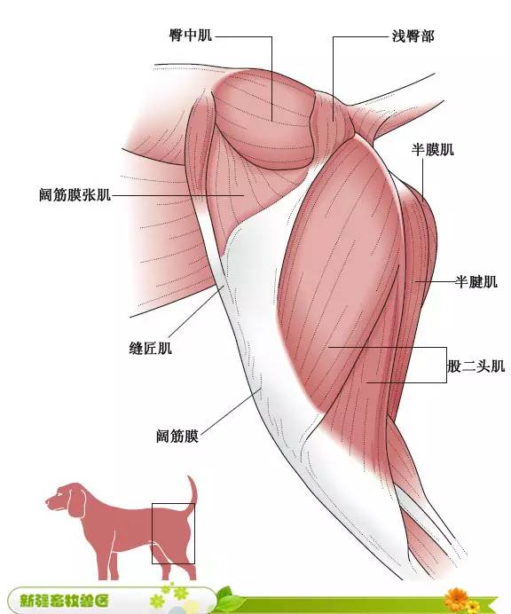 实用犬猫各部位解剖图