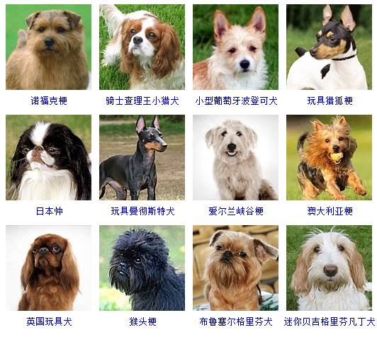 纯种狗狗共178个品种,它们按体型分为:超小型,小型,中型,大型,超大型