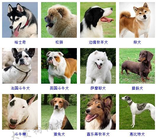 178种狗狗品种大全原来按体型智商都是这么分
