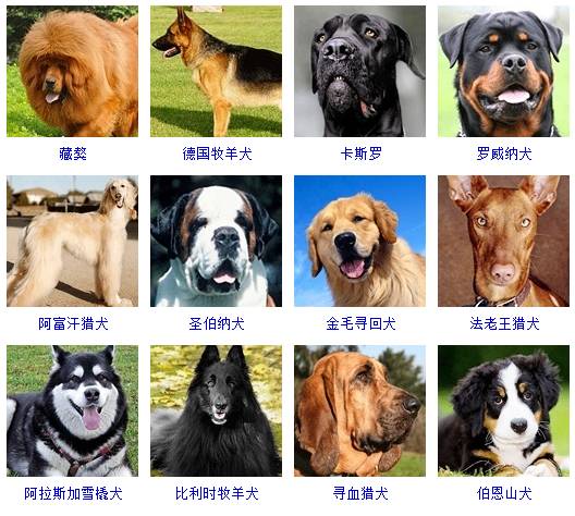 大型犬:(共50种,标准身高61-70cm,体重31-40kg)