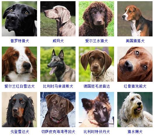 纯种狗狗共178个品种,它们按体型分为:超小型,小型,中型,大型,超大型