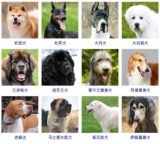超小型犬:(共4种,标准身高25cm,体重4kg以下) 5.