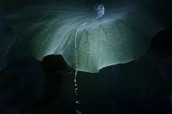 一念心清静,莲花处处开