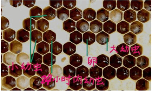 取出后取卵虫脾上24小时内的小幼虫移入王台内,立即放入育王群