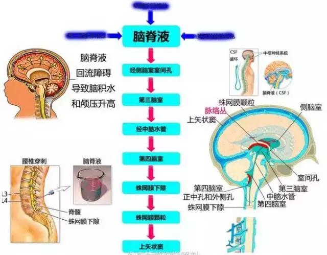 脑脊液循环