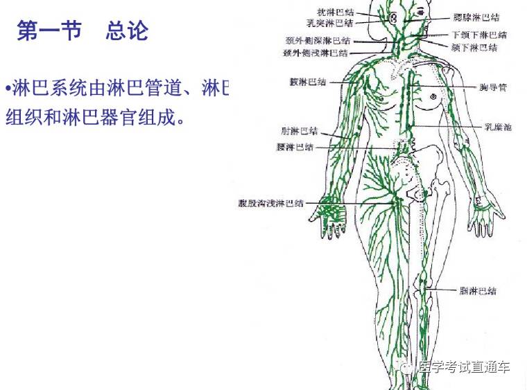解剖学—淋巴系统(一)淋巴总论