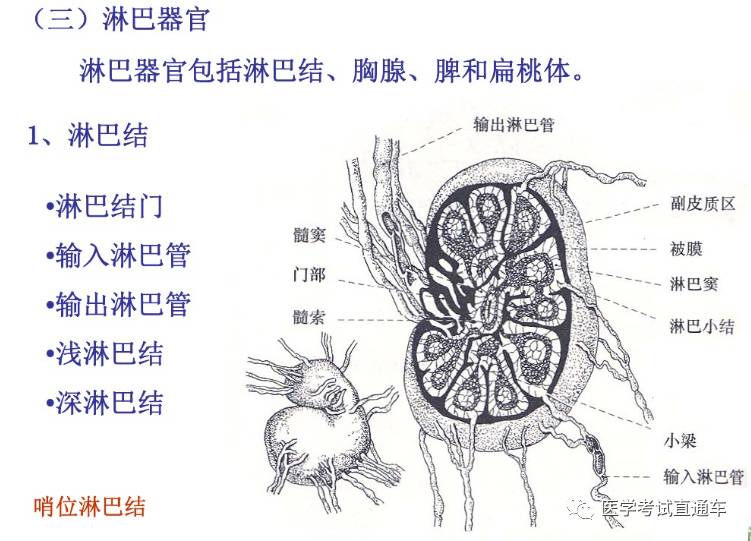 解剖学—淋巴系统(一)淋巴总论 (转载)