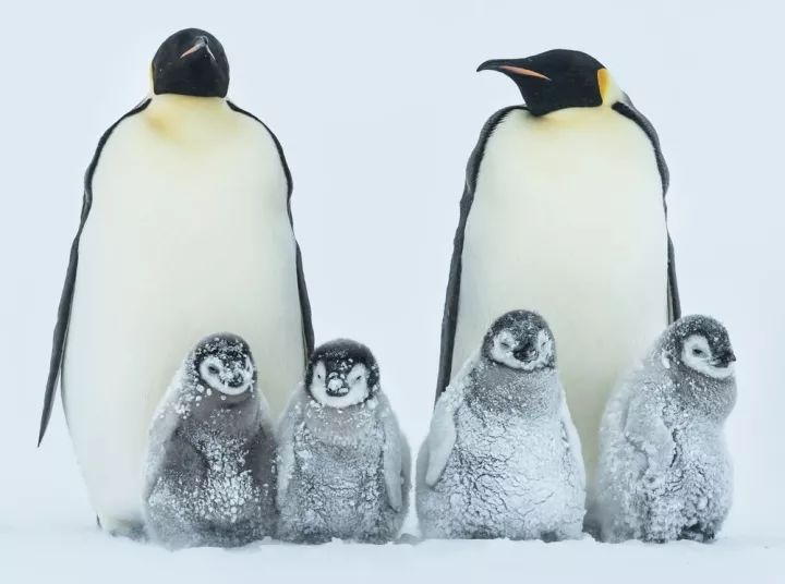 南极为它们提供了最适宜的舞台 它们或是独自顶风冒雪(巴布亚企鹅