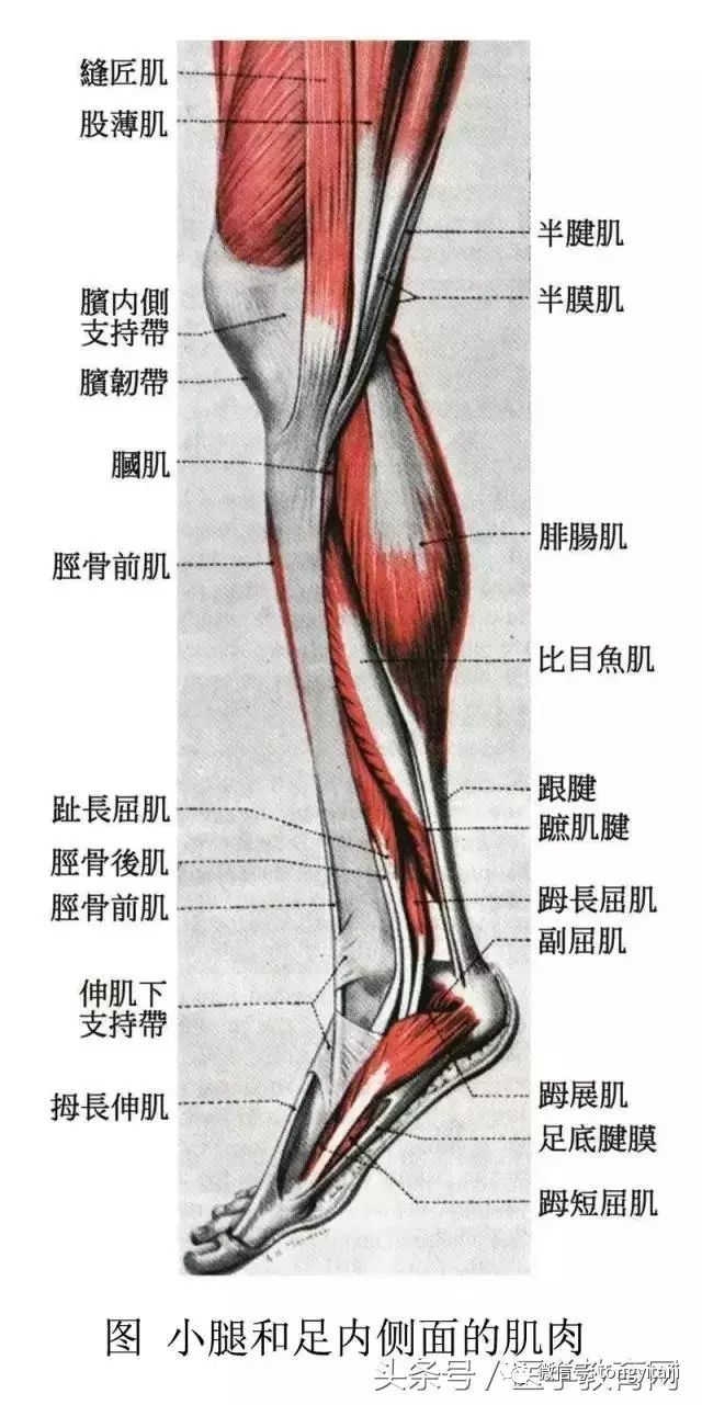 医学骨骼肌肉图,实在太精美了,收藏!