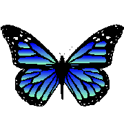 gif动图制作音画溶图花蝴蝶素材