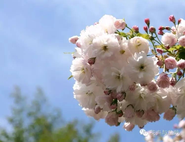 绿黄色多层花瓣,自古以来就广为人知,具有珍稀颜色的樱花