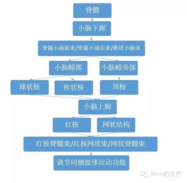 2:调控抗重力肌群活动1:控制肌张力两大功能:下面来看脊髓小脑(小脑蚓