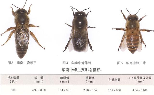 属中国独有蜜蜂品种,是我国的当家蜂种,对我国的物种多样性的意义,是