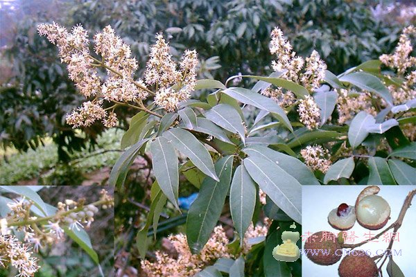 中草药图片大全之补虚用药篇