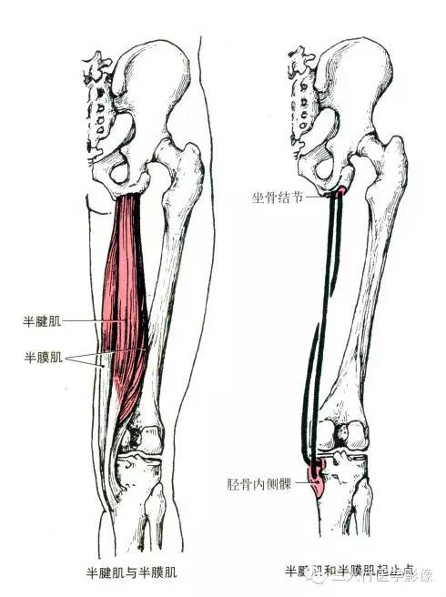 半腱肌下半为腱,半膜肌上半为腱膜. 起点:坐骨结节.