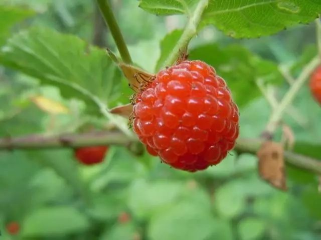 就说蛀牙疼痛,就用这个刺菠根跟两面针根各搞20克煎水,含在嘴里.
