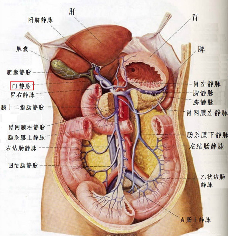 它的分支静脉有肠系膜上静脉, 肠系膜下静脉, 脾静脉和胃静脉等.