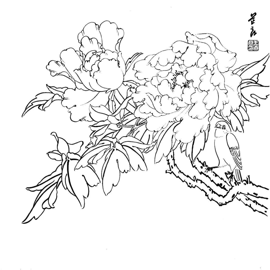 有这些还愁画不好国画?花鸟白描素材大全!