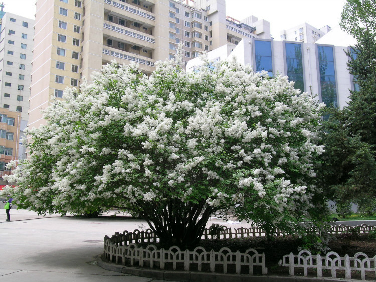 中国各省市市花市树一览