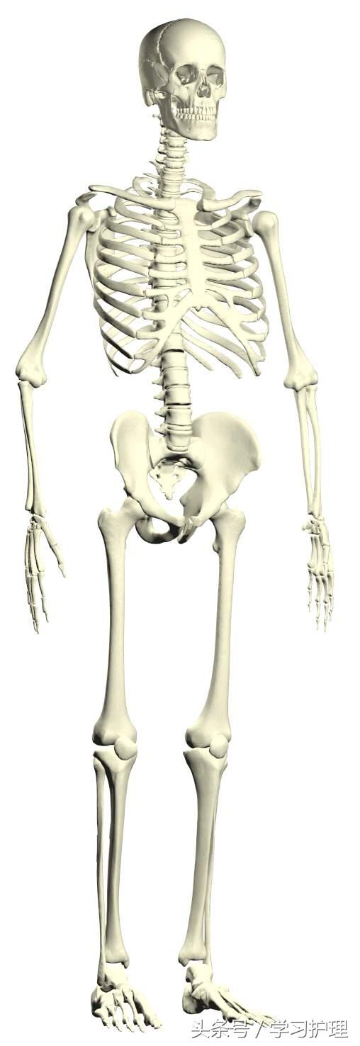 最简单的几张人体解剖图(看后了解骨头及内脏的位置)