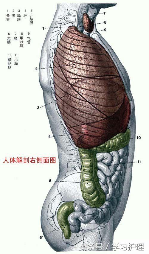 最简单的几张人体解剖图(看后了解骨头及内脏的位置)