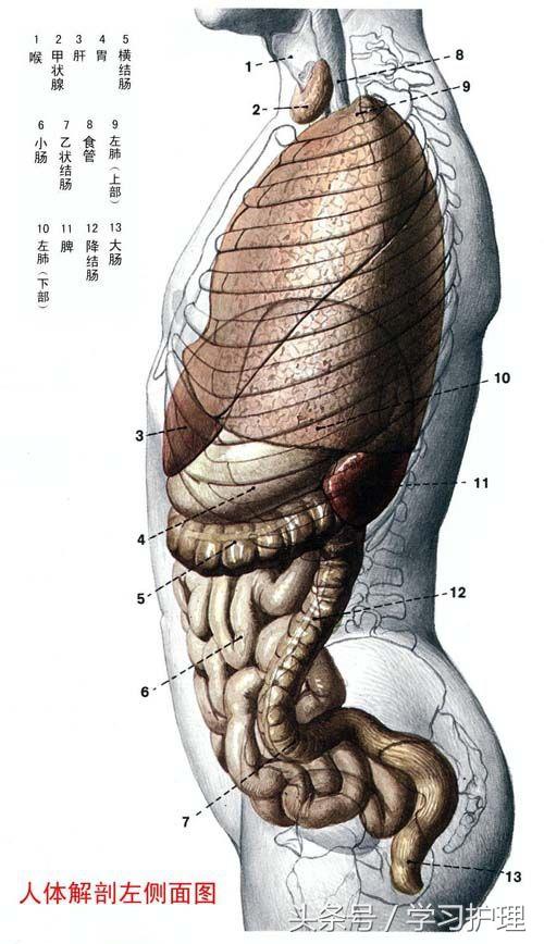 最简单的几张人体解剖图(看后了解骨头及内脏的位置)