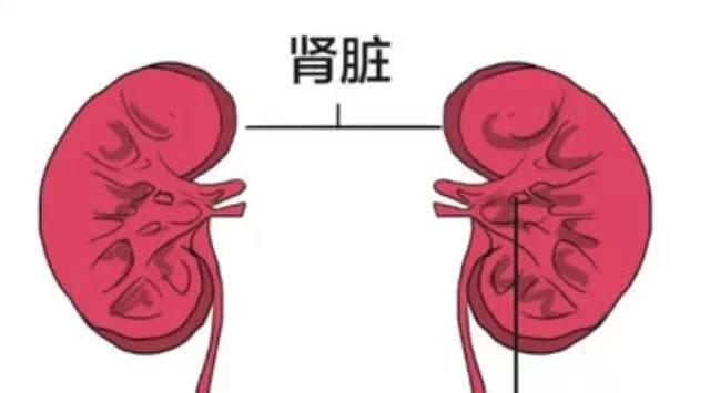 排尿时有四大表现是肾不好,远2红,补3黑,戒4事,肾会变