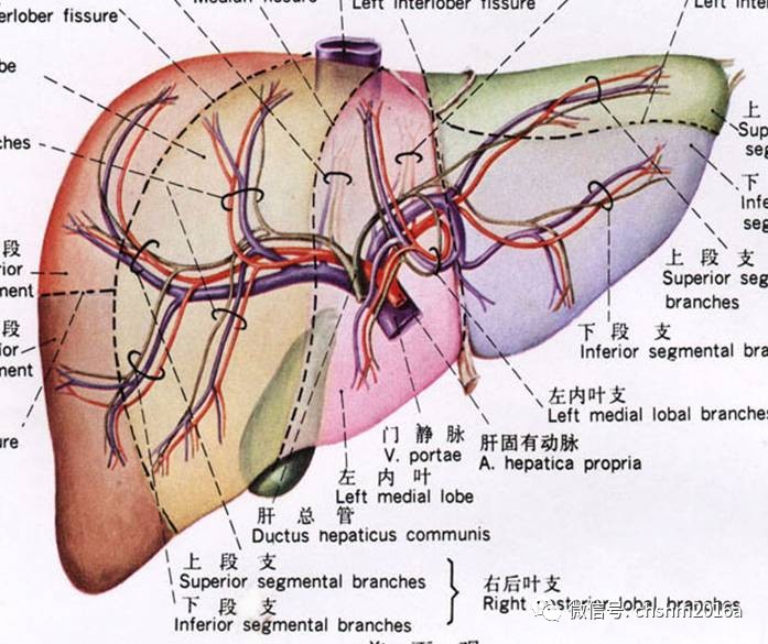 腹主动脉横切其分支显示最好,呈 "y"型分叉,左支脾动脉,右支肝总动脉