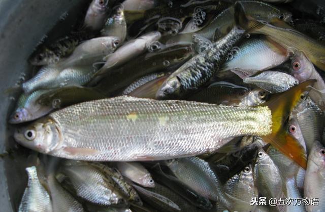 菜市场常见淡水鱼图鉴鲤科篇