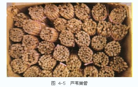 王凤鹤(1995)利用凹唇壁蜂为苹果授粉时,采用内径5～7 mm的芦苇为