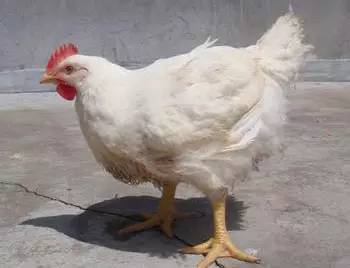 白洛克鸡是原产美国的著名肉蛋兼用型品种." 06 洛岛红鸡