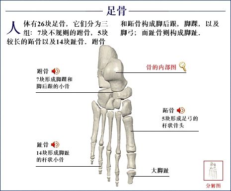 转载内观骨相渐修白骨观图