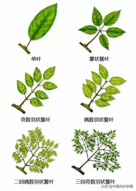 最全的植物形态图解,让你轻松认识所有植物!