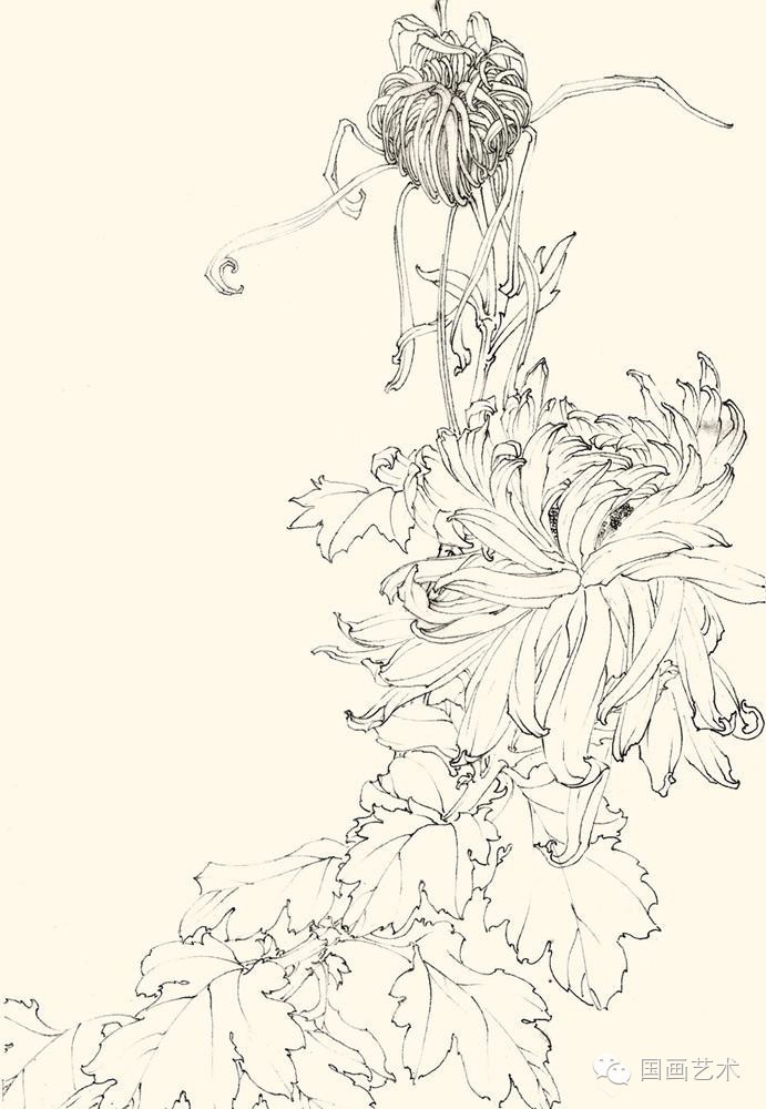 邹传安菊花白描写生作品欣赏