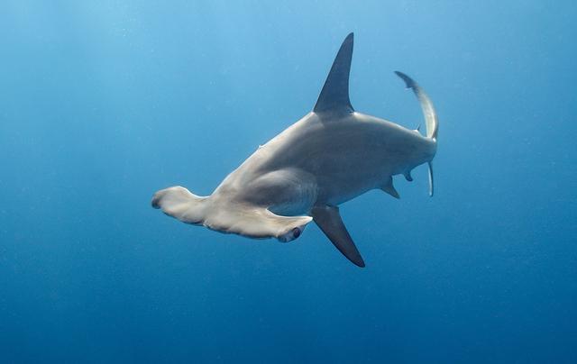 物种百科:双髻鲨