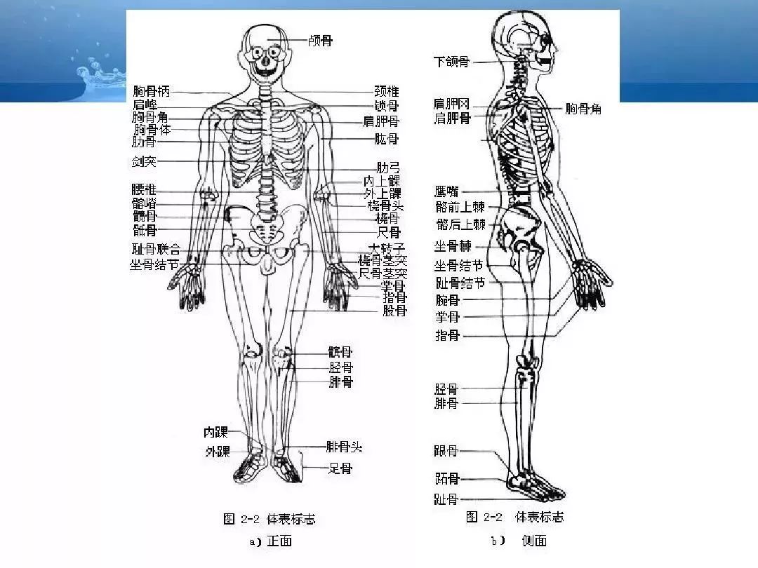 【必背】人体解剖基础知识大全(内含骨,关节,肌肉等功能介绍)