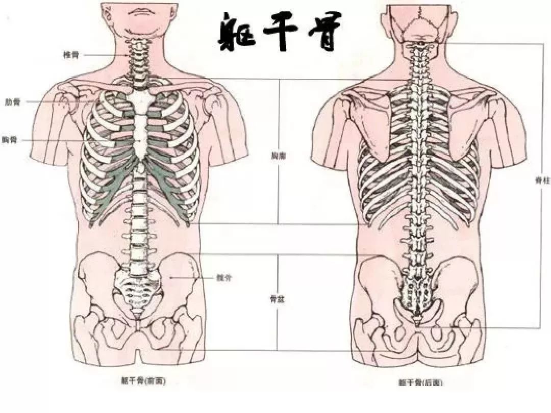 【必背】人体解剖基础知识大全(内含骨,关节,肌肉等功能介绍)