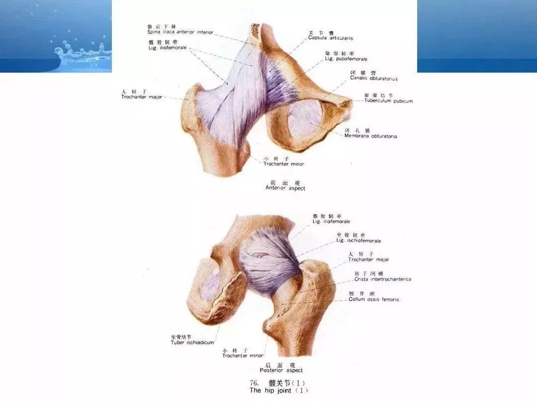 【必背】人体解剖基础知识大全(内含骨,关节,肌肉等功能介绍)