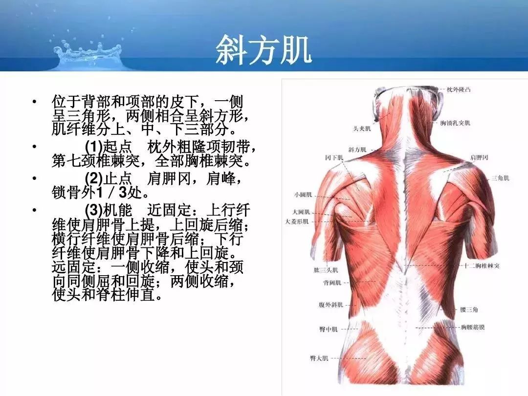 【必背】人体解剖基础知识大全(内含骨,关节,肌肉等功能介绍)