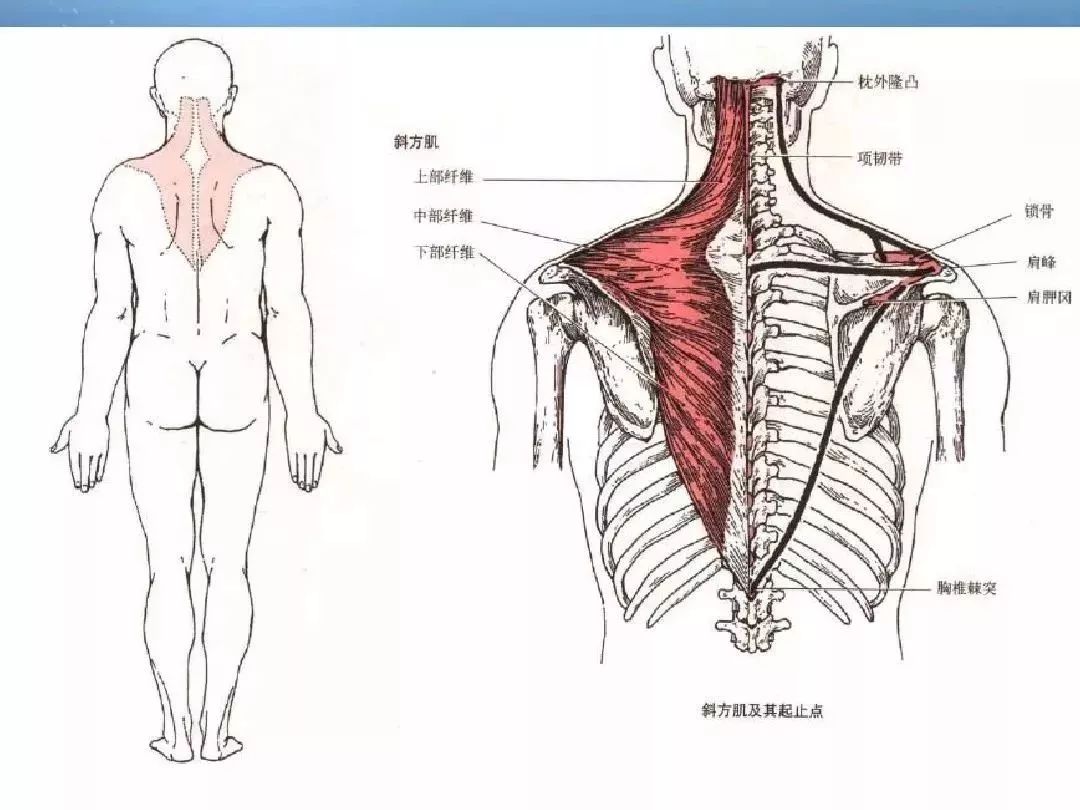 【必背】人体解剖基础知识大全(内含骨,关节,肌肉等功能介绍)